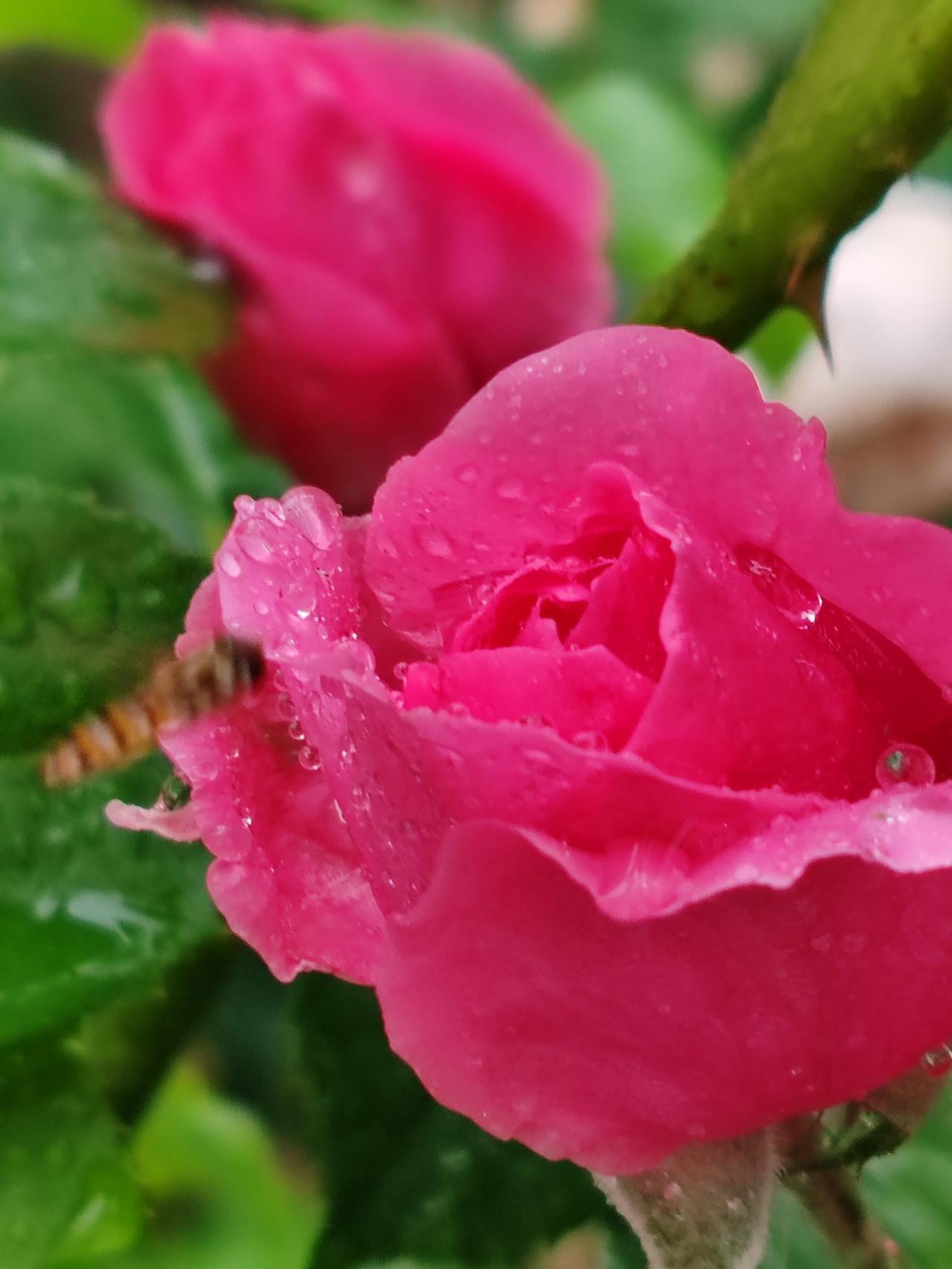 想看看你们相册的月季花月季花拍的可能最多？