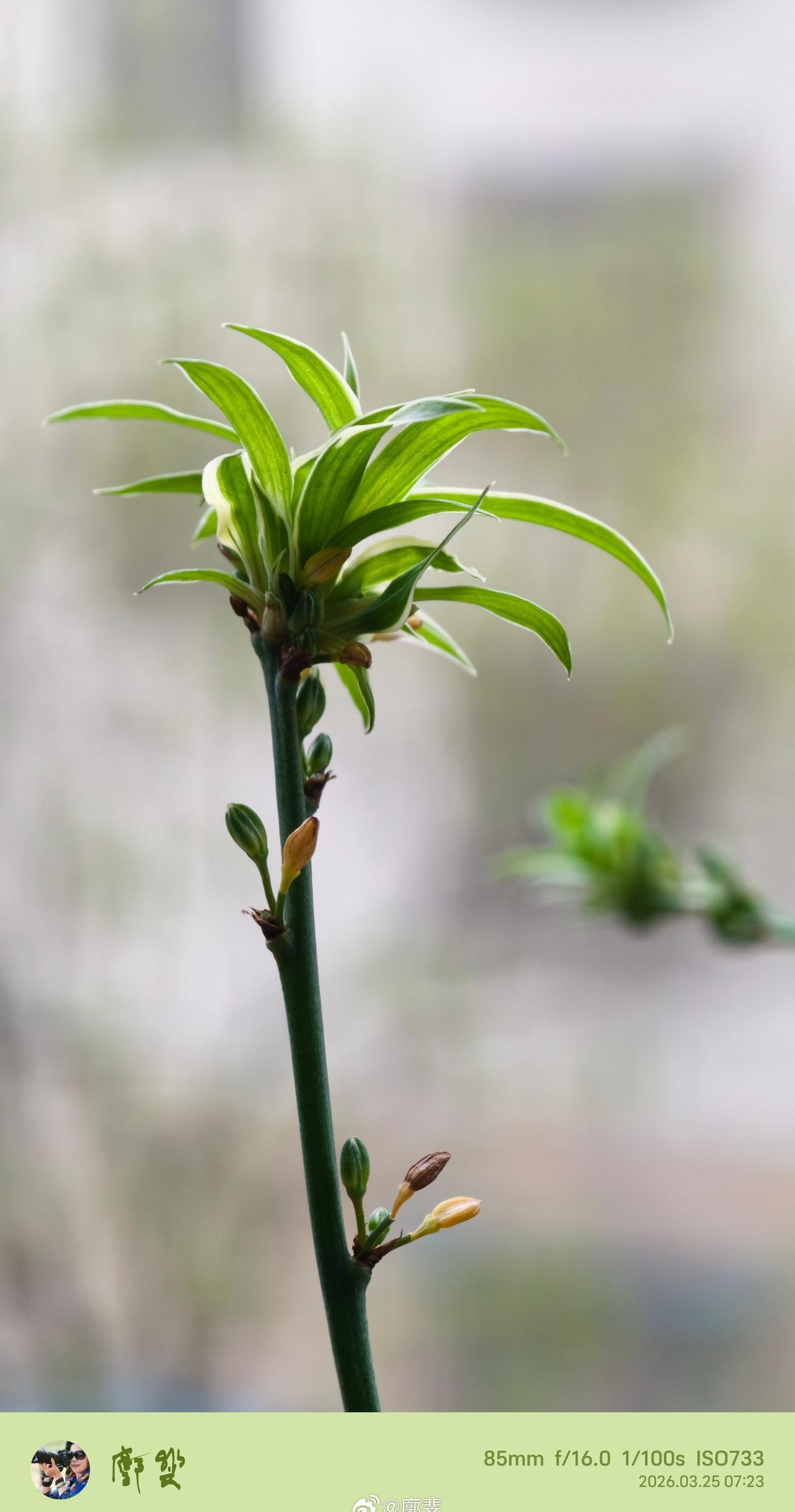 3月25日晨，大雾弥漫…天气随手拍春天一见不如百闻  ​​​