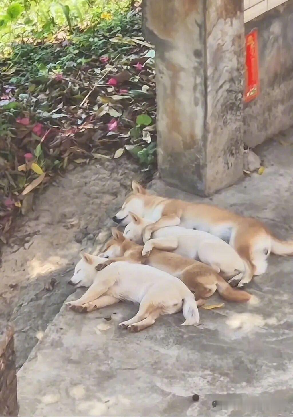 比做人轻松多了。。 