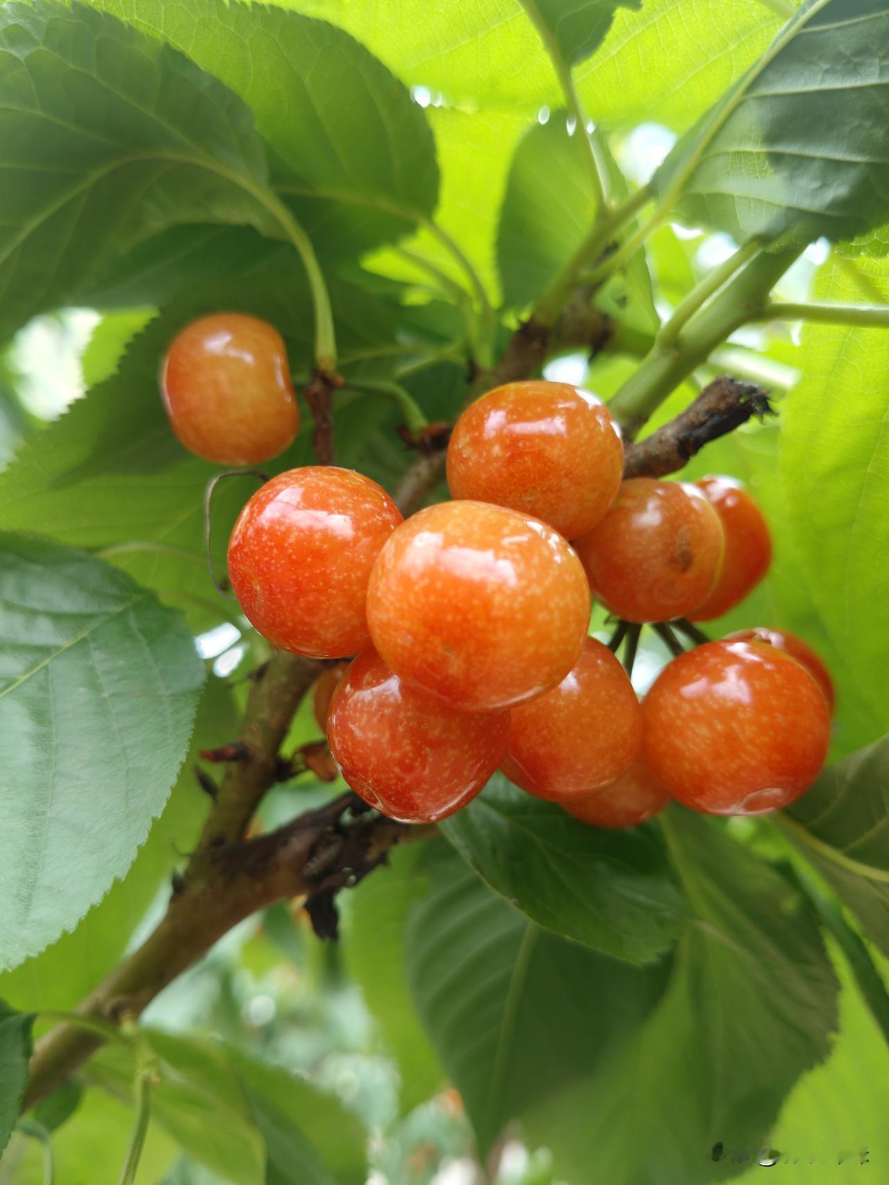 老天呀，为什么樱桃成熟的时候你就要天天下雨啊？

你知道我们有多么不容易吗？
