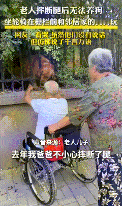 爷爷摔断了腿，即便行动不便，仍坐着轮椅去探望他的老朋友——金毛。

他们相识已有
