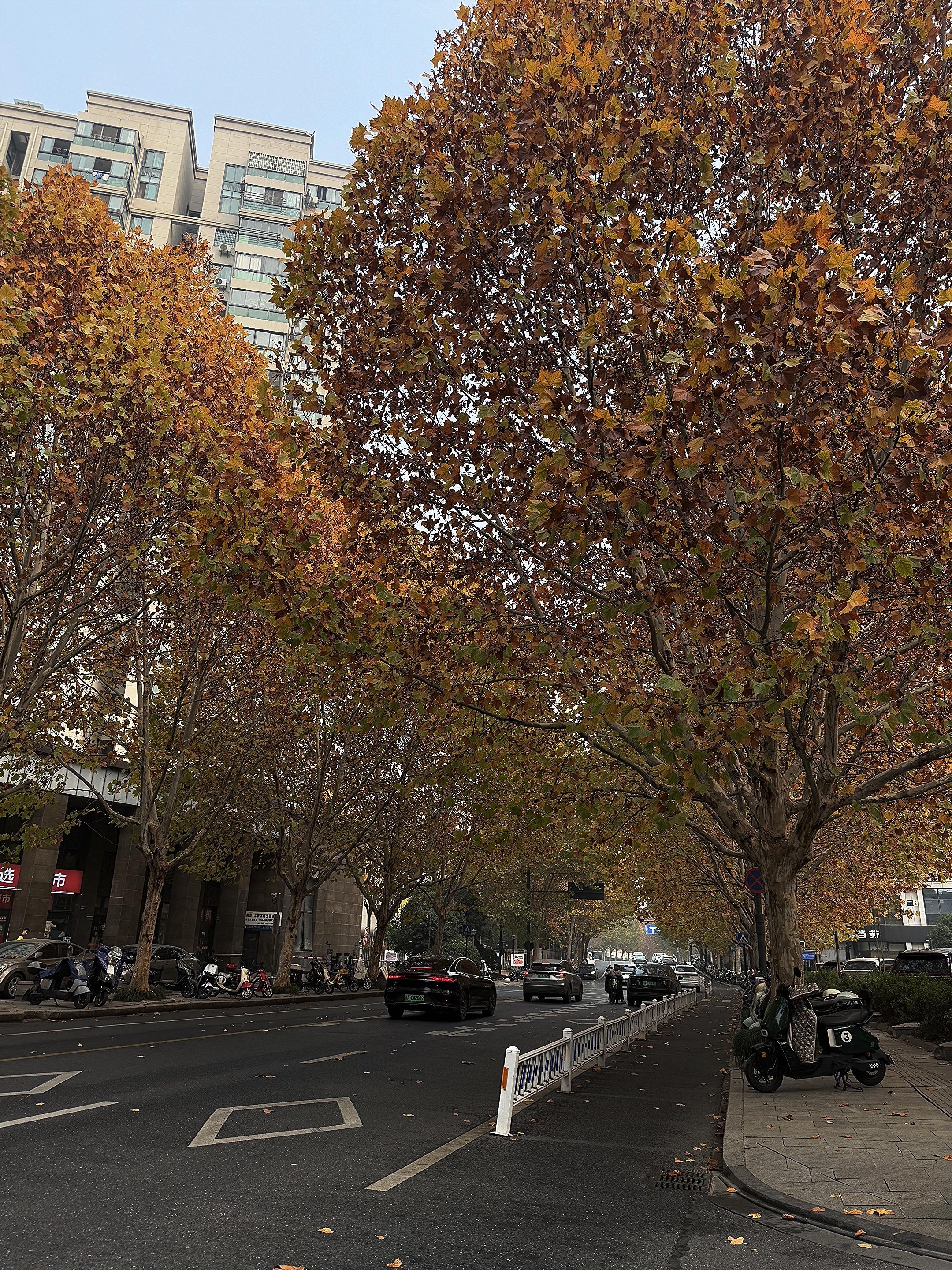 近日网球学习记 学习第三天打卡qaq专业的勿喷打第三次纯记录🎾