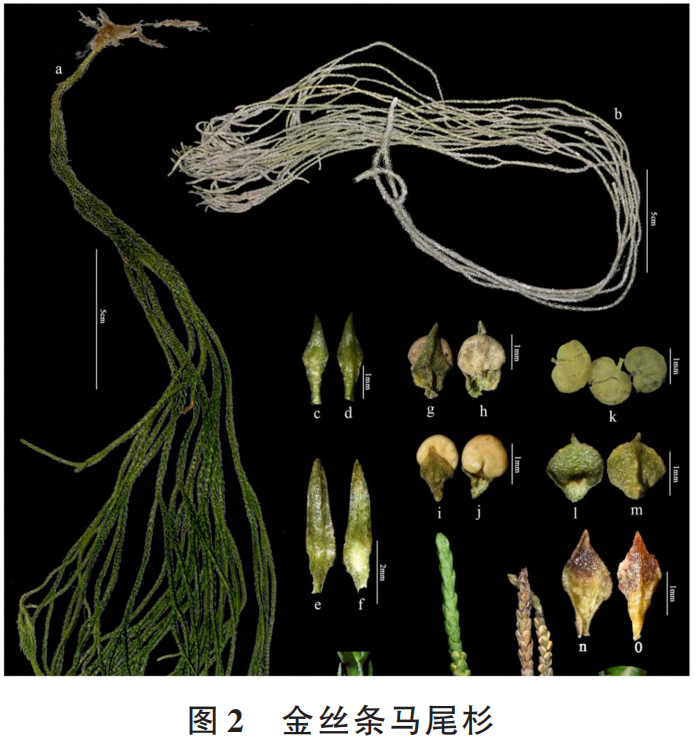 为什么现在的女孩子都不扎高马尾了有一种非常古老的国家二级保护植物就叫“马尾杉”！