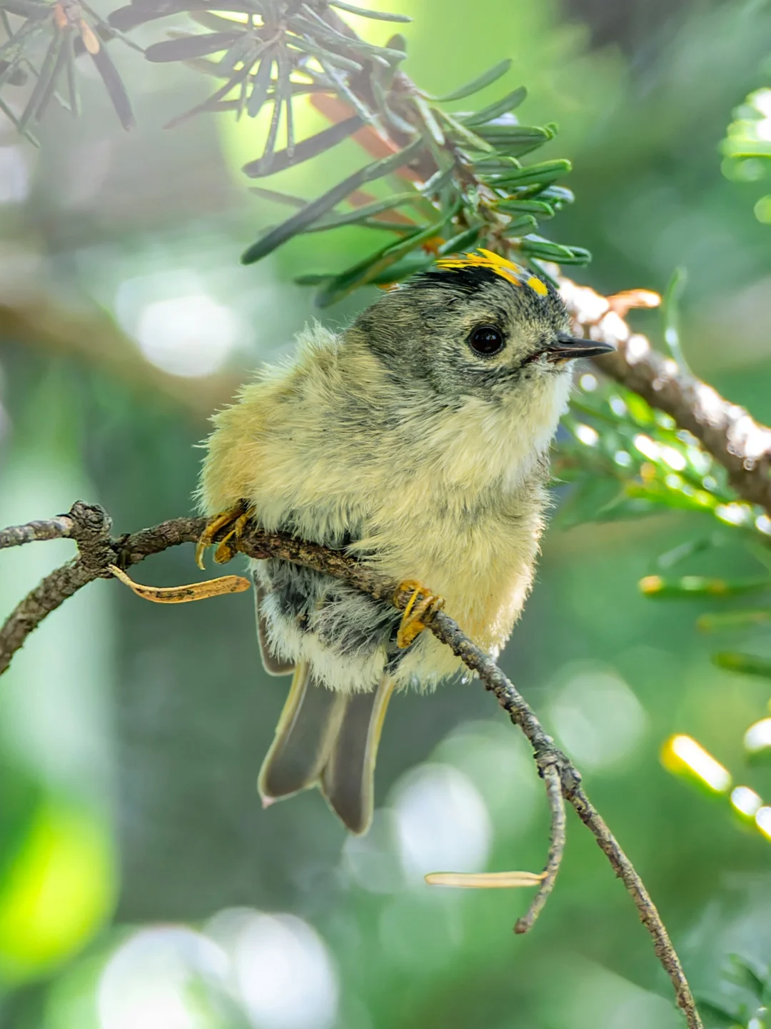 头上戴花瓣的无辜小鸟：戴菊