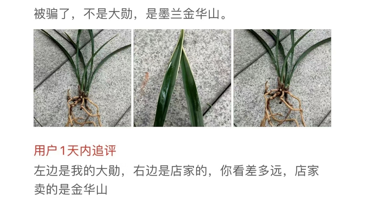 #当作魏大勋周边来买的##魏大勋送张杰的花是大勋花# 新中式总裁养兰花没毛病 ​