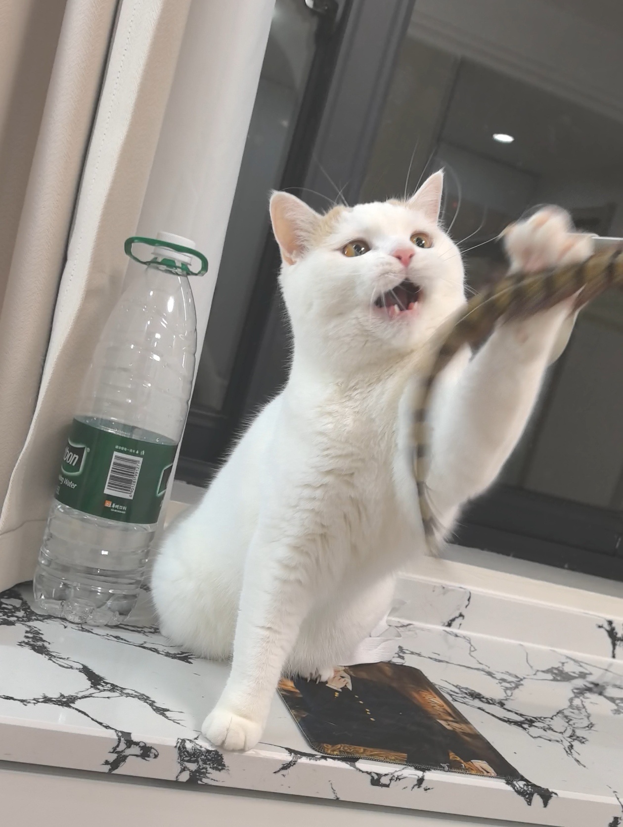 怎么会有小猫萌成这样！粽糖和元宝
