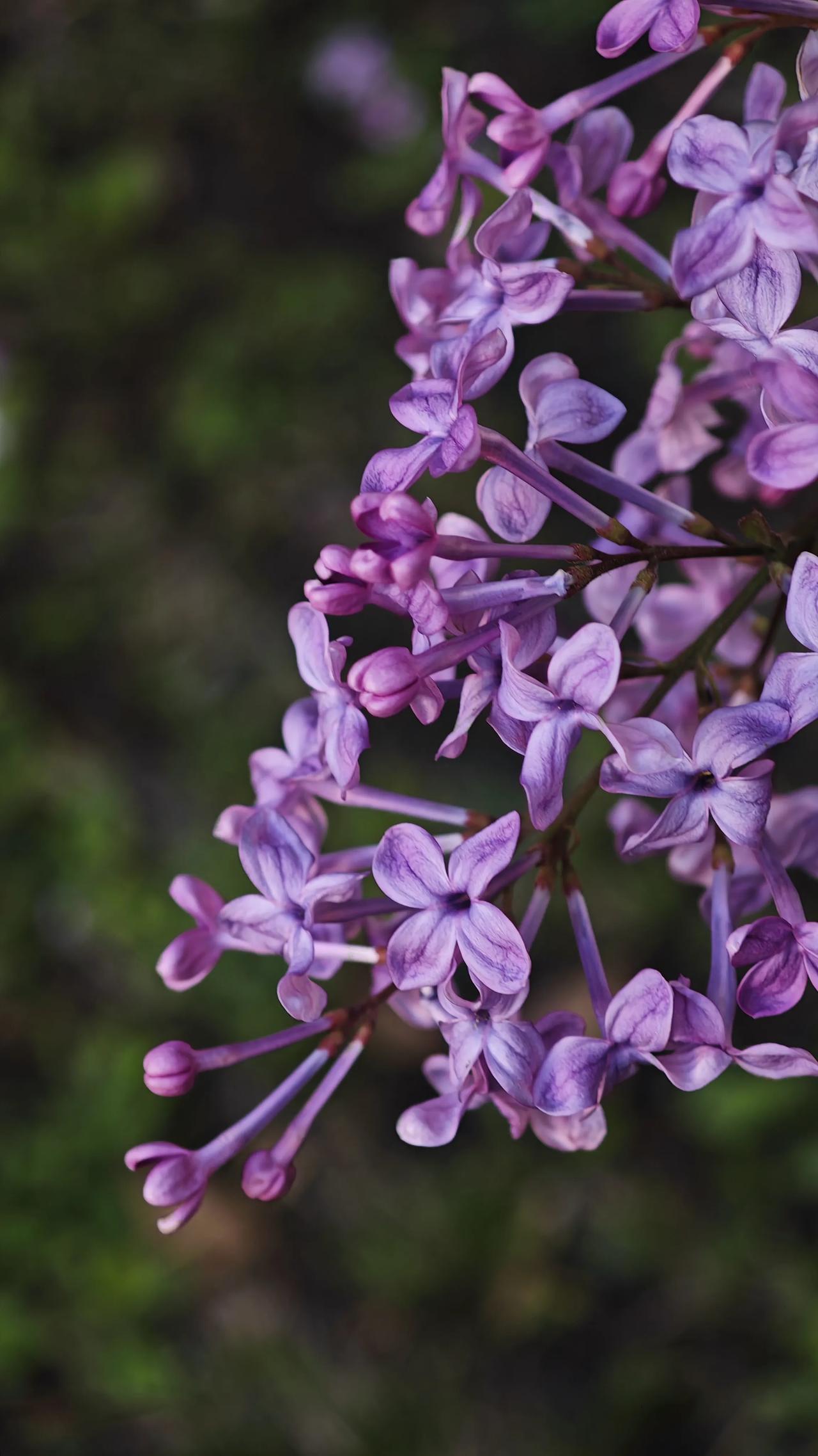 丁香花