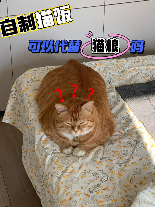 养猫新手提问：自制猫饭可以代替猫粮吗？