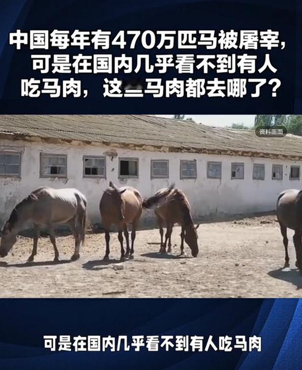 中国每年有470万匹马被屠宰，可是在国内几乎看不到有人吃马肉，这些马肉都去哪了？