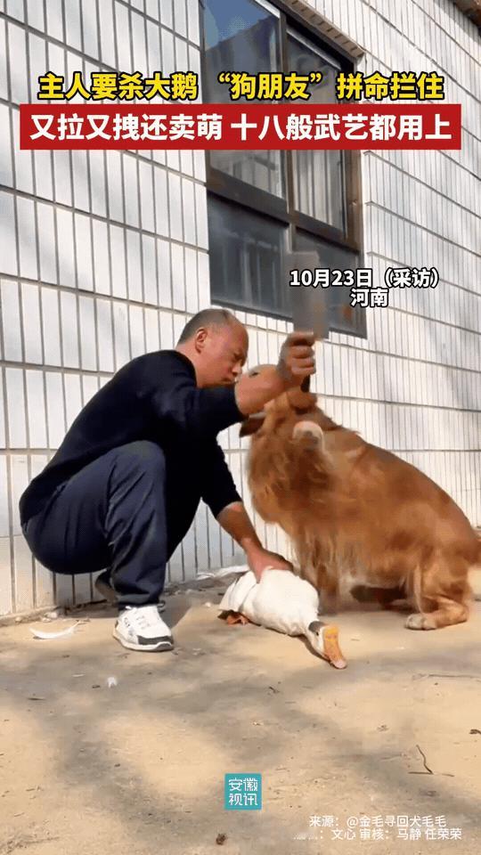 万物皆有灵性！河南，主人想把自家大鹅杀掉炖着吃，万万没想到的是大鹅同意了，自家的