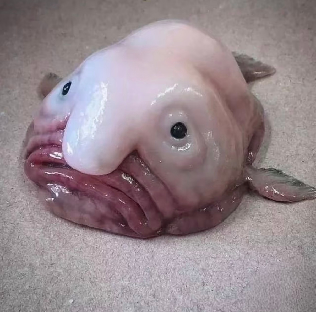 这不是同一个物种吗 