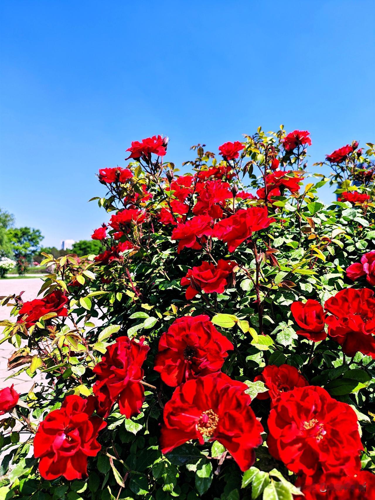 红艳映碧空，花影入诗行。🌹🌸