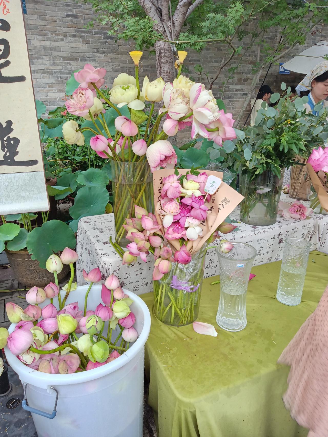 夏日荷花莲莲看