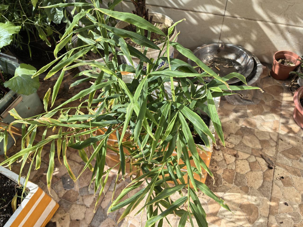 报告：
友友们，上次有讲挖生姜的时候告知一下结果。

好吧，今日天气不错，是个挖