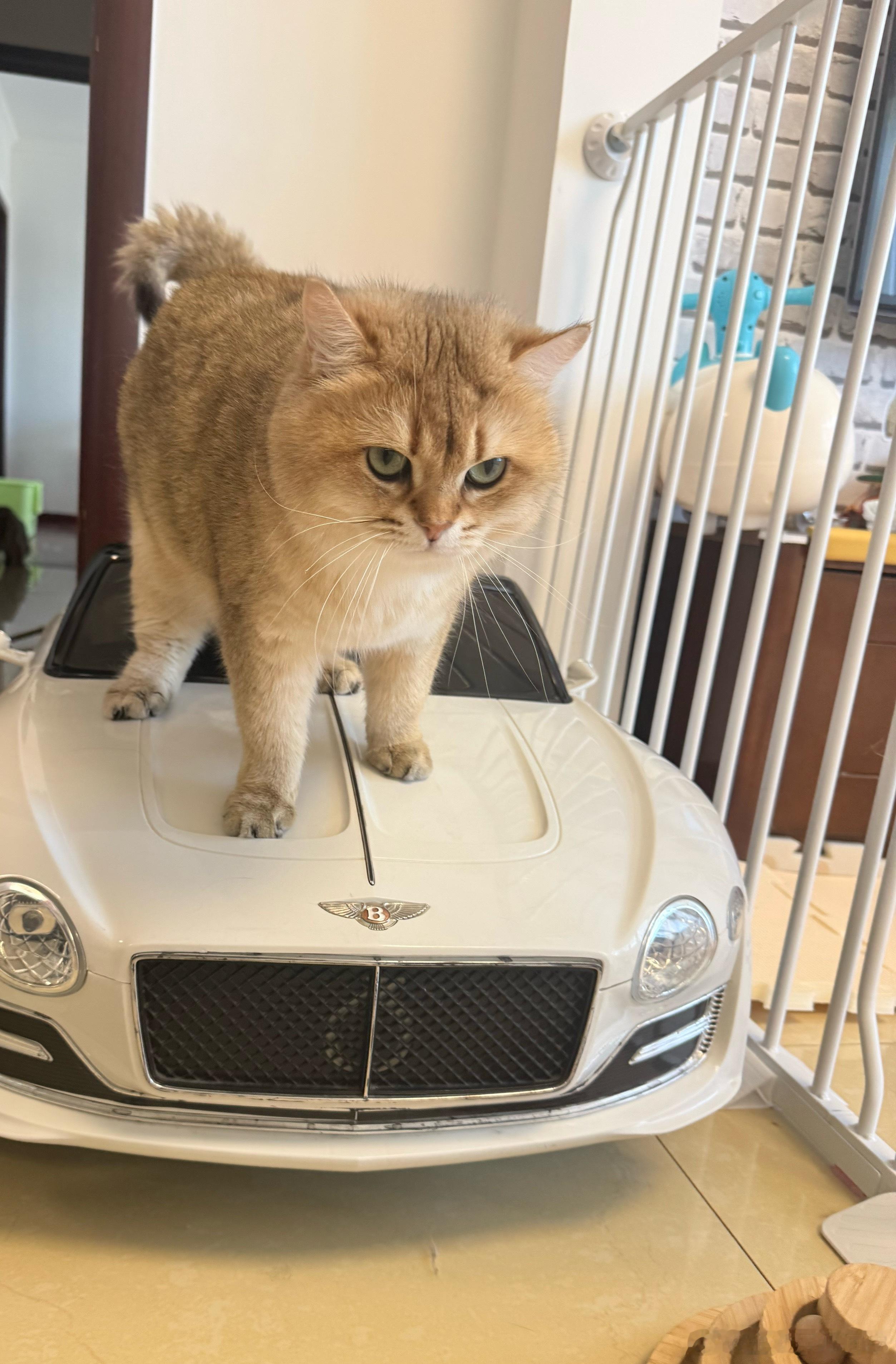沈家第一只坐上宾利的猫猫萌宠猫咪