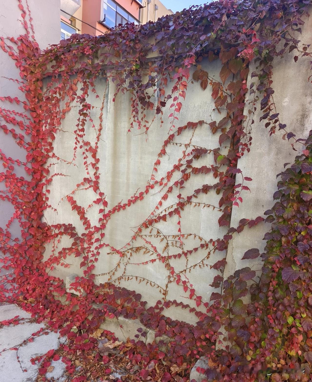 从楼上看这些爬山虎，是另一番景象，从地下看爬山虎，呈现出来的都是生命力的顽强，今