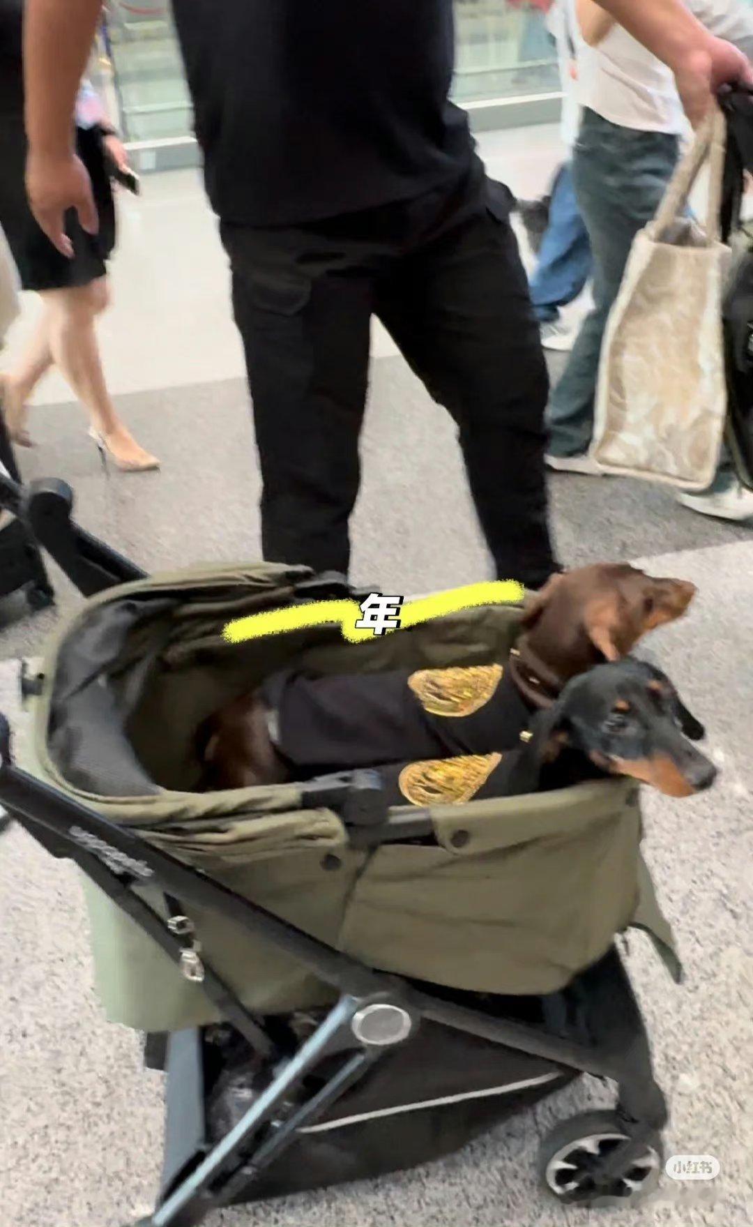 #赵露思的狗也去米兰时装周了#赵露思的狗也去米兰时装周了，可爱了[抱一抱][抱一