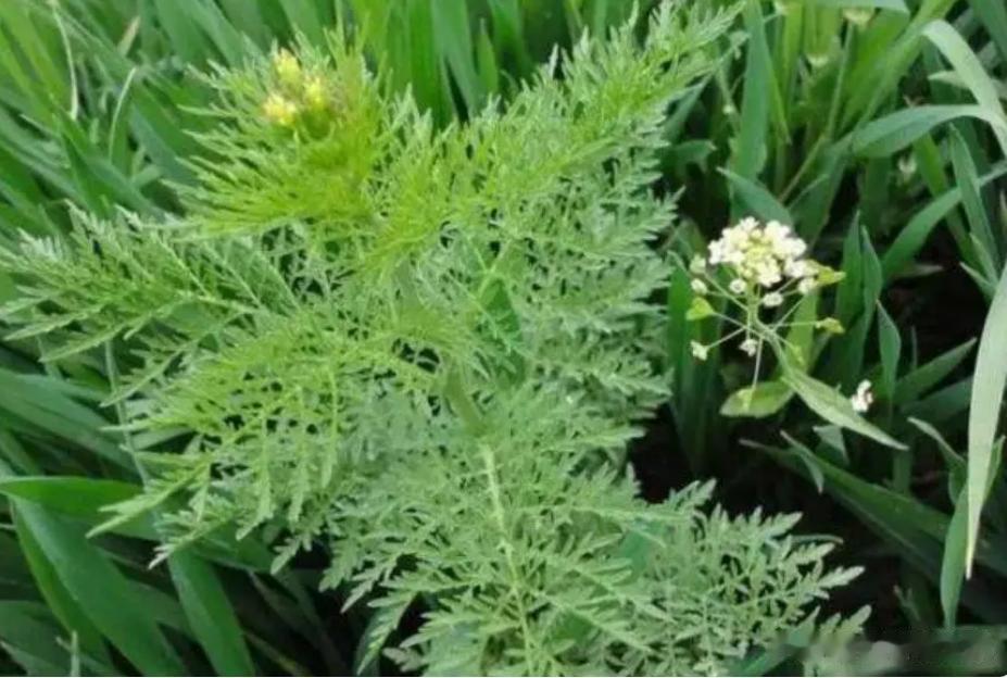 #农家菜，美食，厨房乐园，#清明前后，春暖花开，百草萌发，正是吃野菜的最好时机。