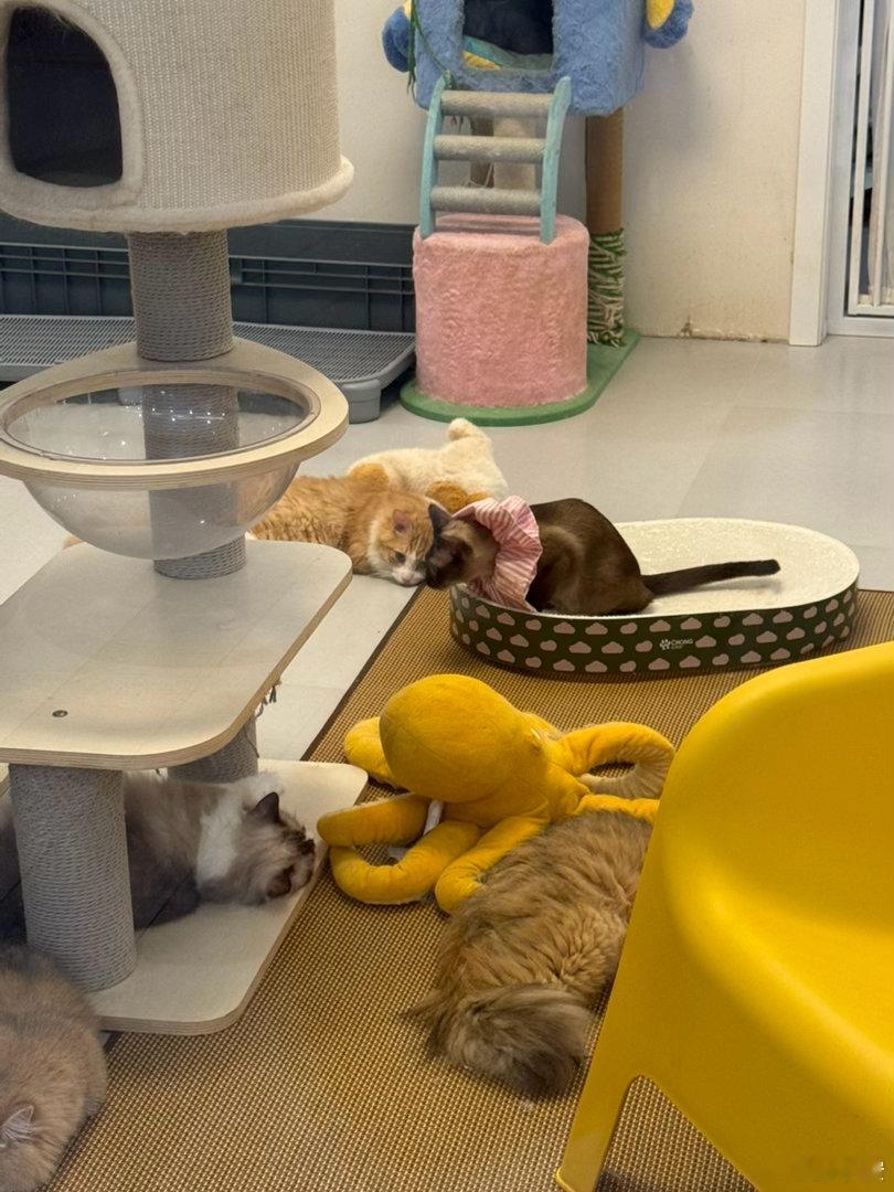 钓鱼佬🎣猫猫猫🐱～ 