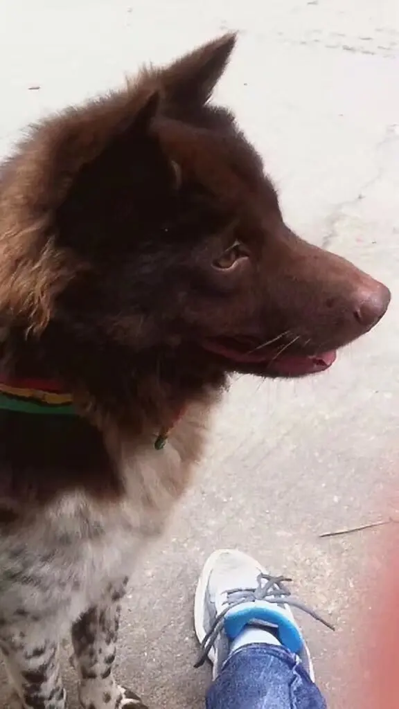 先有奶牛后才有野牛。十年前很喜欢的一条土狗、可惜在广州被偷了