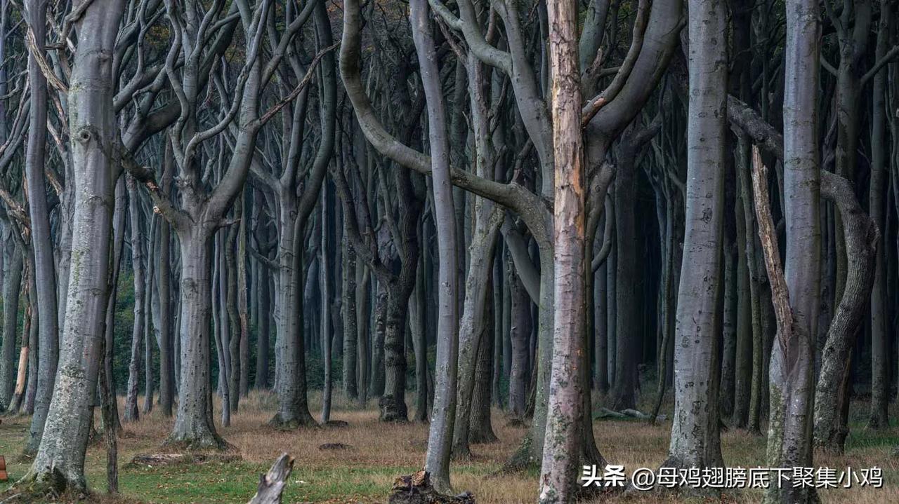 ［心灵旅行:开启心眼］德国🇩🇪幽灵森林(西波美拉尼亚 梅克伦堡 宁哈根)
