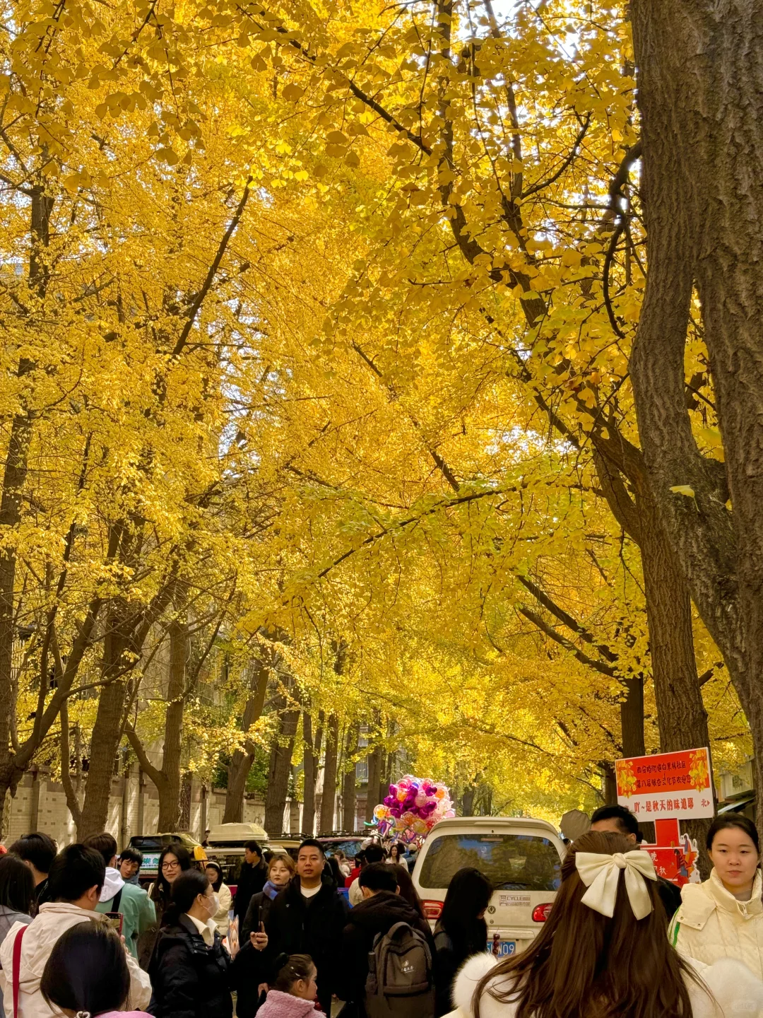 12.15日实拍‼️ 成都地铁直达的绝美银杏路~