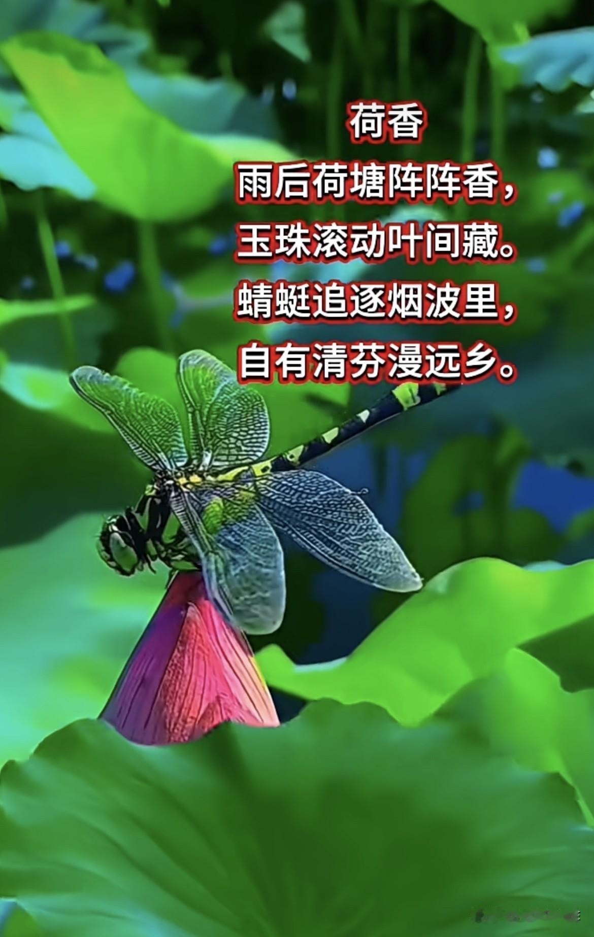 荷香
雨后荷塘阵阵香，
玉珠滚动叶间藏。
蜻蜓追逐烟波里，
自有清芬漫远乡。