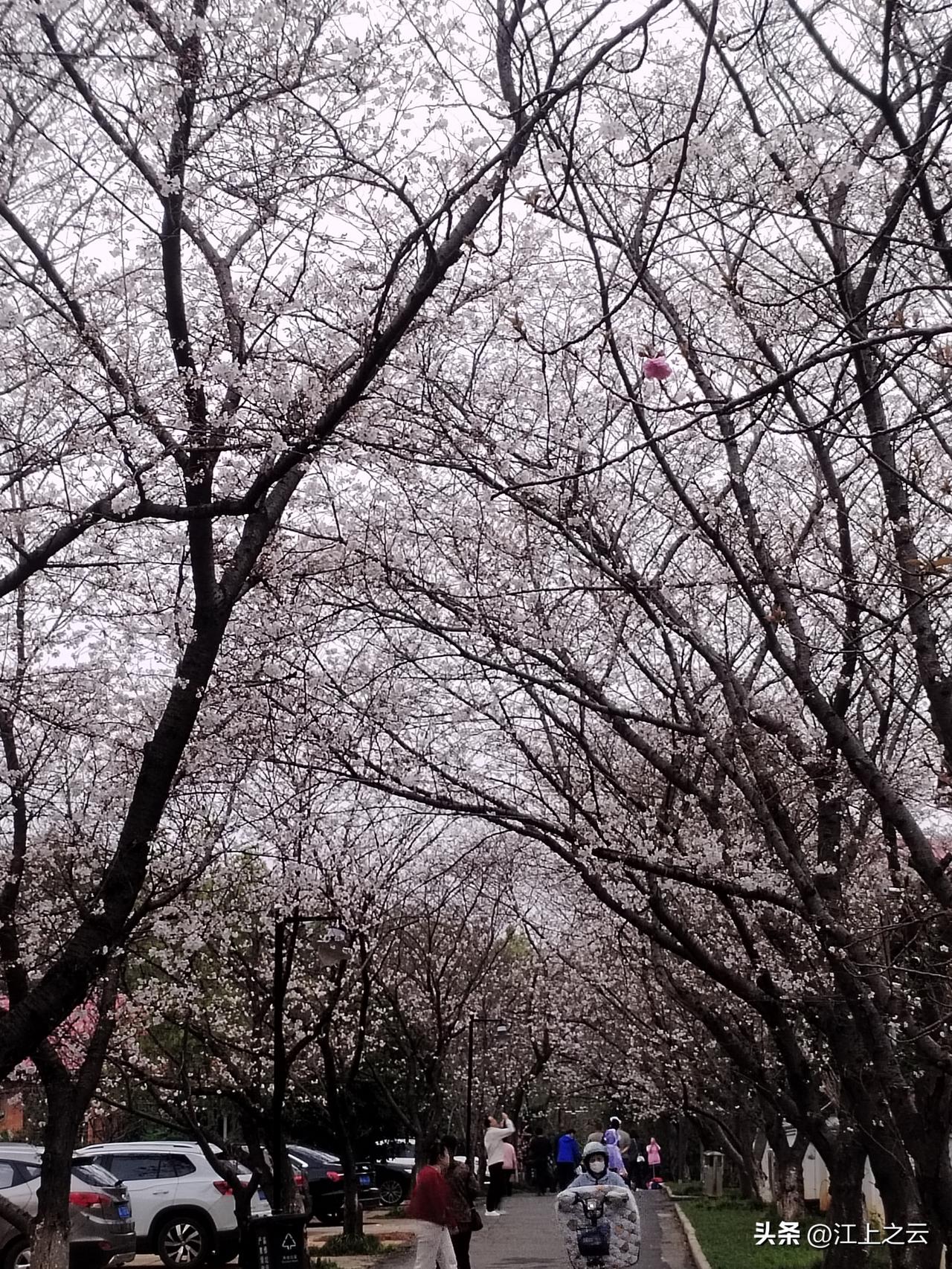 所谓伊人，在水一方。溯洄从之，道阻且长。溯游从之，宛在水中央。蒹葭萋萋，白露未晞