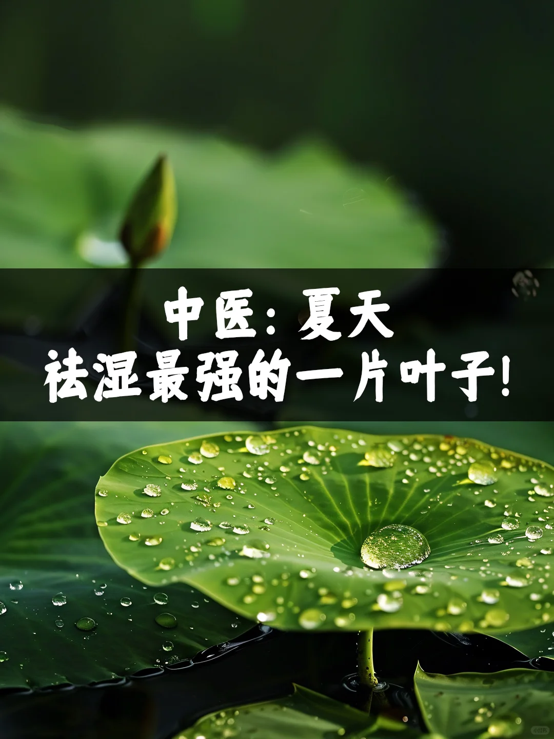 这个最有灵气的植物只有夏天才有，湿气最怕