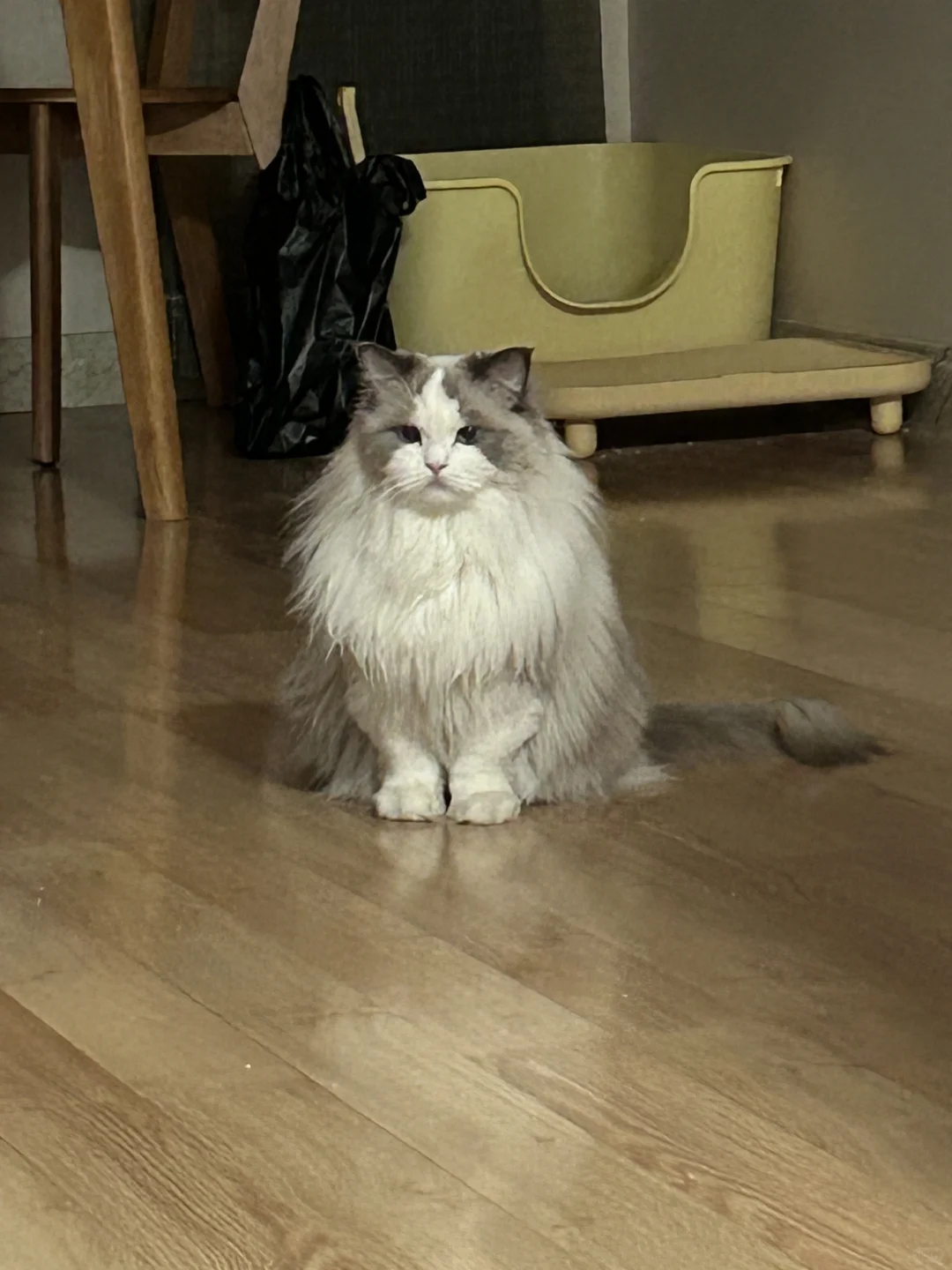 养猫的进来避雷哦！滋奇真ex人
