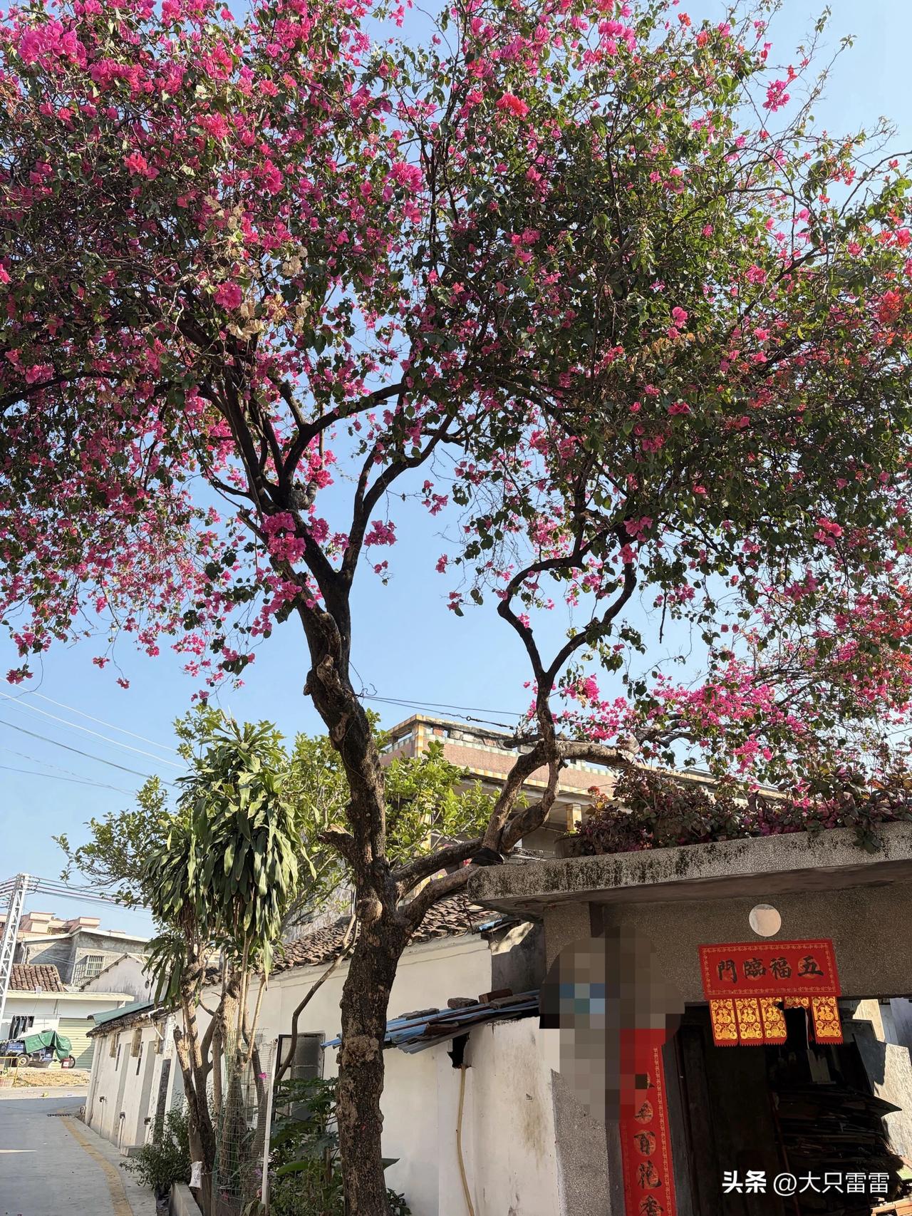 长得像棵树的三角梅，很少见吧？长得如此大，没有几十年长不了。
养花的尽头是三角梅