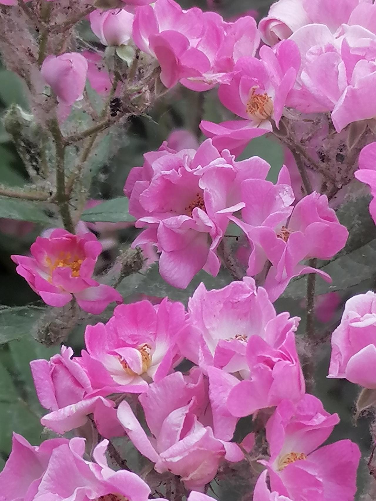 晒晒你拍的月季花