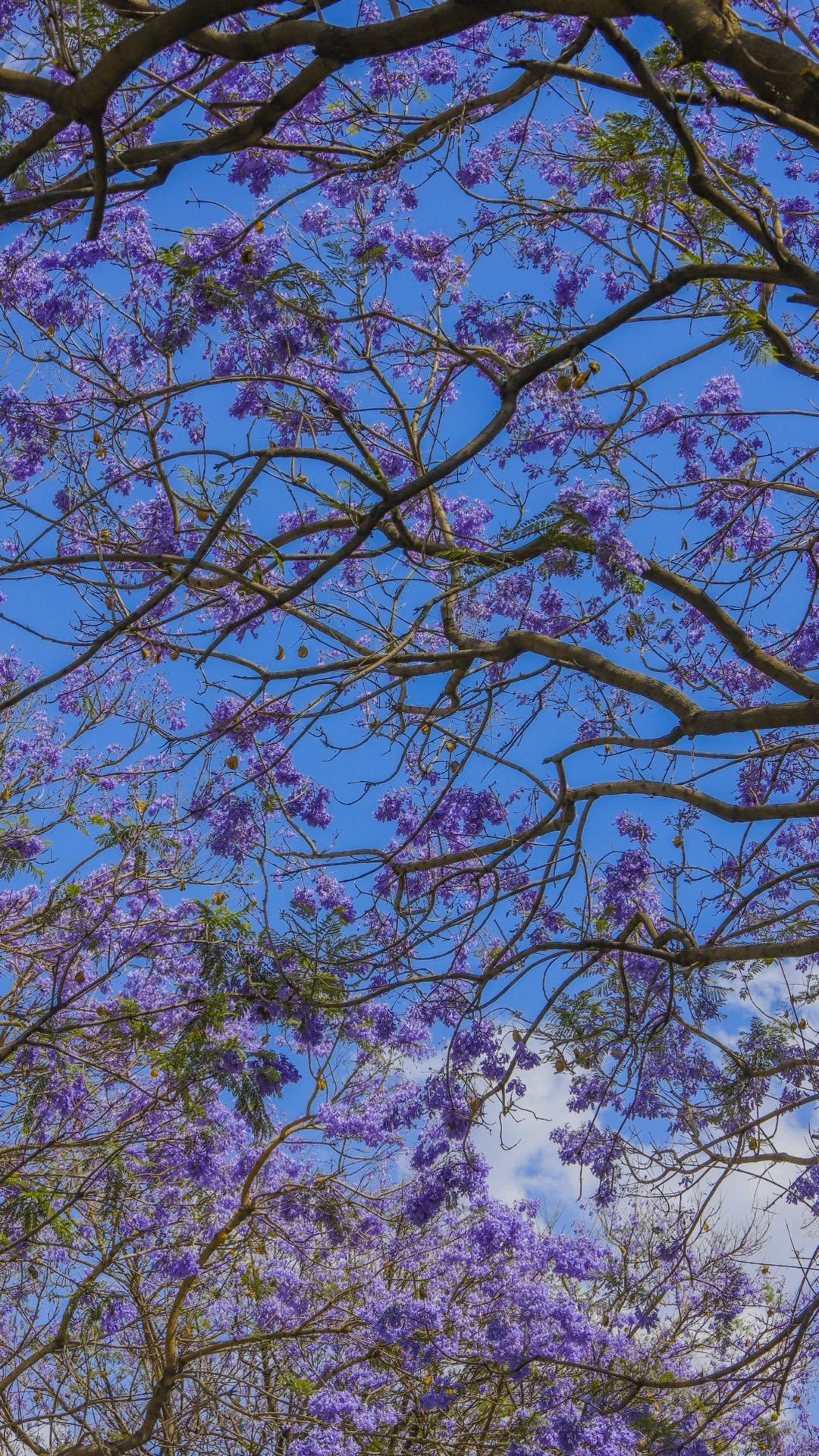 蓝花楹｜独属于昆明春天的浪漫！附攻略。拍摄昆明的蓝花楹时，可以注意以下...