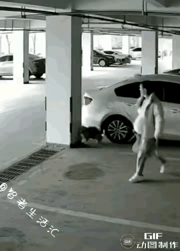 视频告诉大家，狗对人冲过来的时候立即蹲下，这样可以避免狗咬。