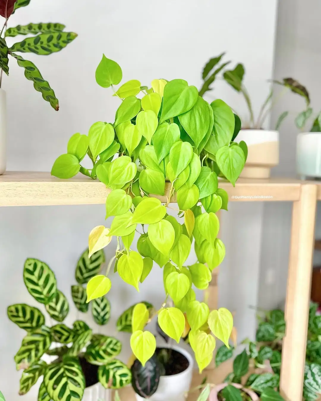 柠檬汁Philodendron 'Lemon Lime'