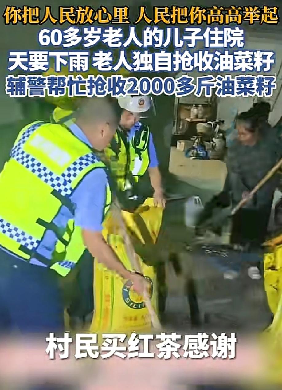 泪目了！儿子住院了，60多岁的老人夜里一个人摸黑抢收油菜籽，辅警赶来帮他收了20