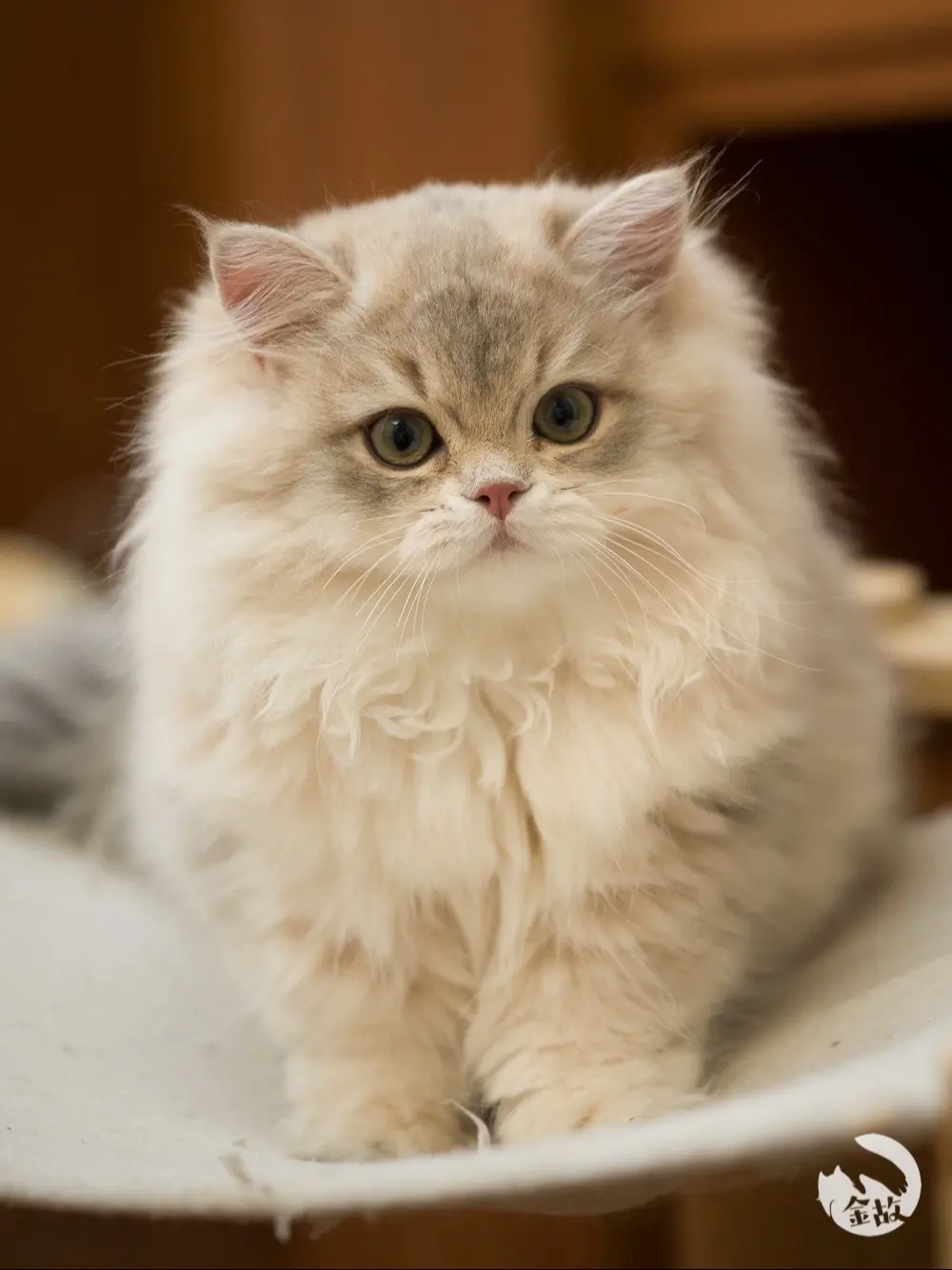 幼儿园小朋友们都打完疫苗成功升小学啦🎉。