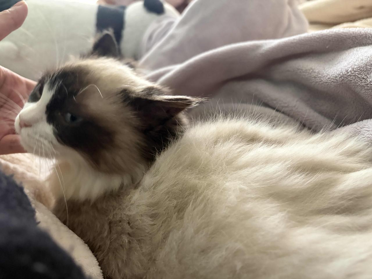 乐山地区布偶猫领养，猫三联➕狂犬疫苗已经缴费目前第一针，小偿。