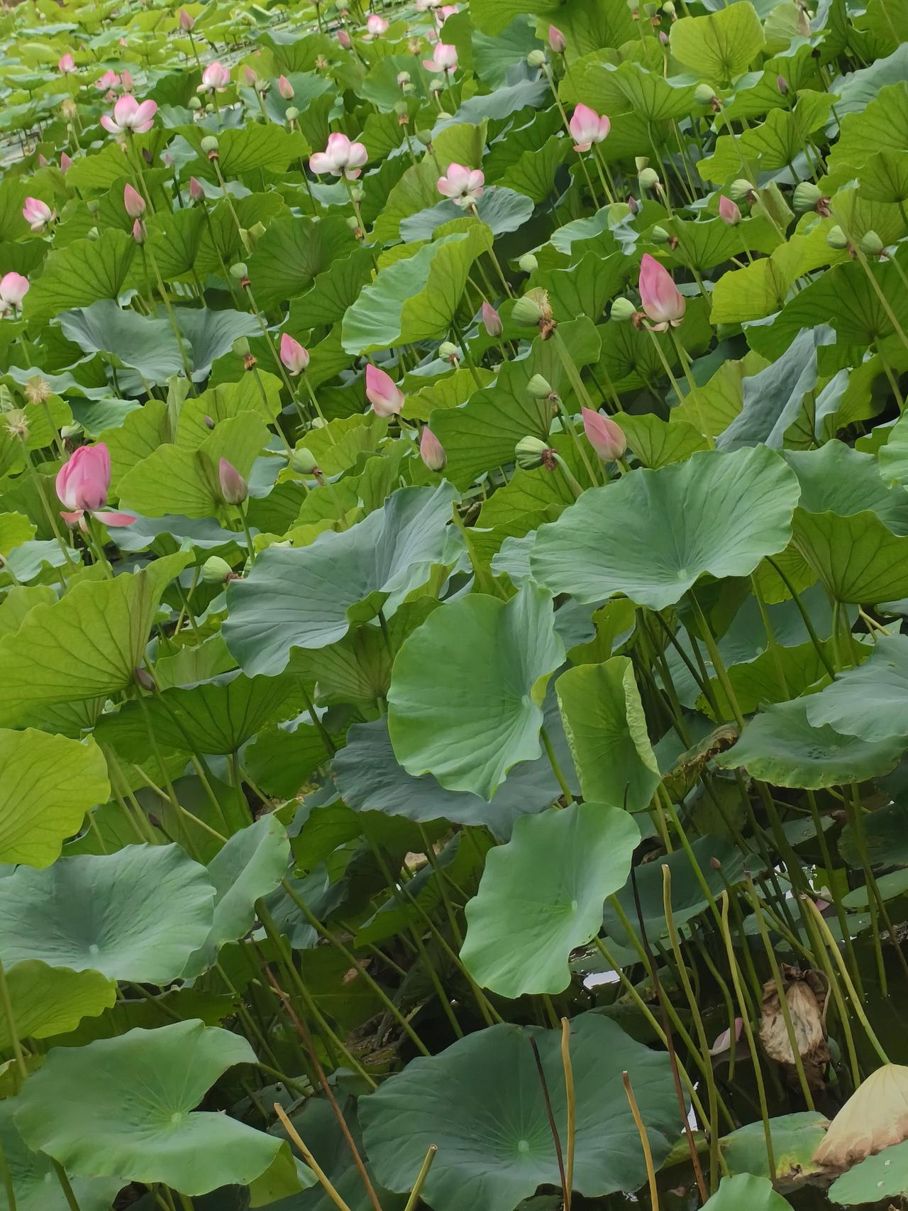 风来
李霞

1
夏里
老农扬起的木锨口大口地吞吸着来风
糠飞麦落
风干了一件惊