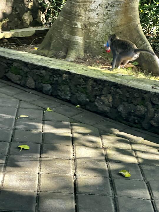 从此厌🐒