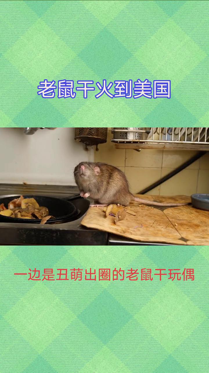 老鼠干火到美国。
老鼠干火到美国了，谁能想到火遍美国的