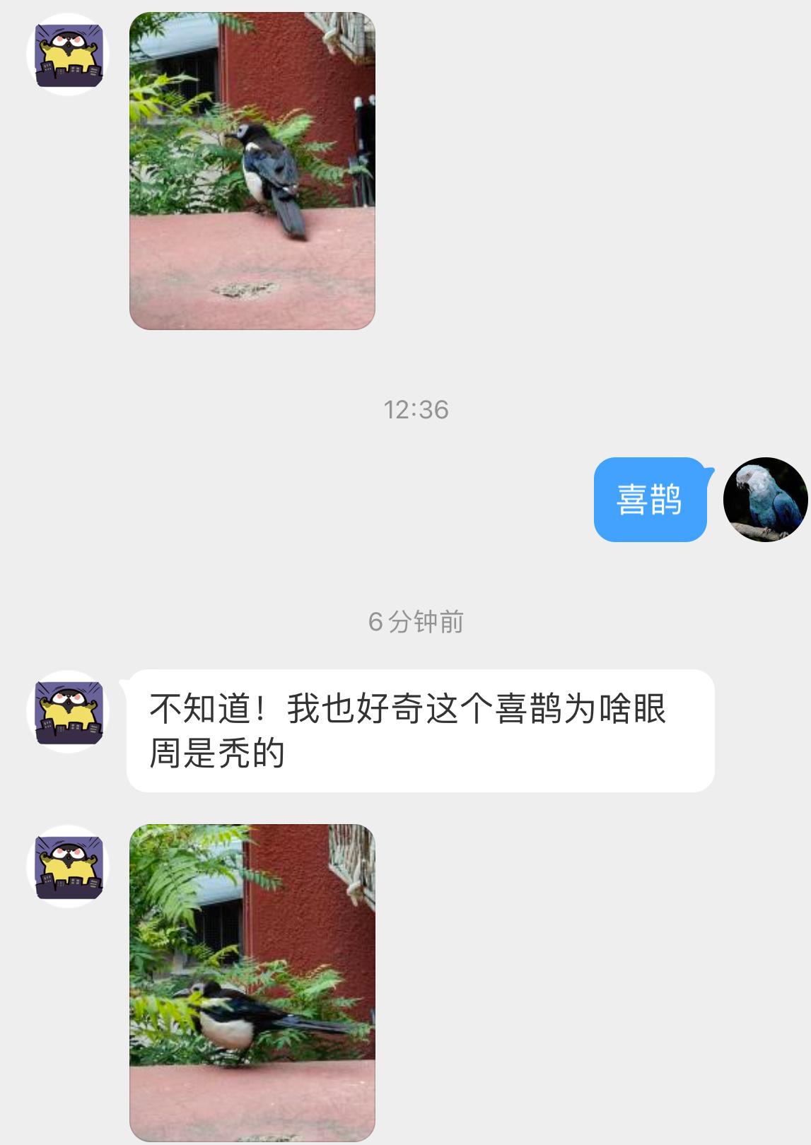 这只喜鹊眼睛周围没有羽毛，皮肤裸露外观有些许奇怪，被长期饲养过的鸟倒是会出现这种