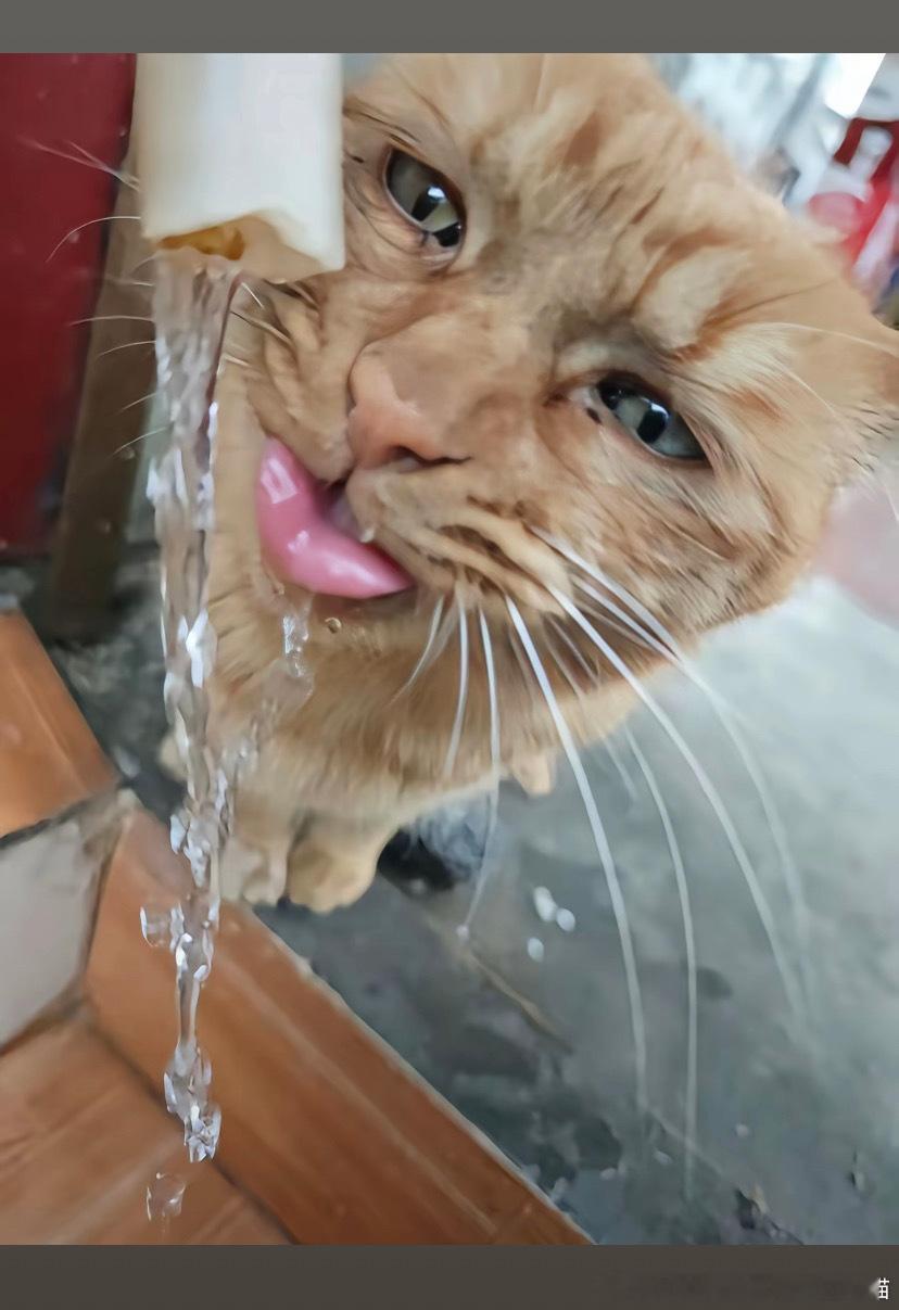 49936【丑猫】音符刷到吓死我了 