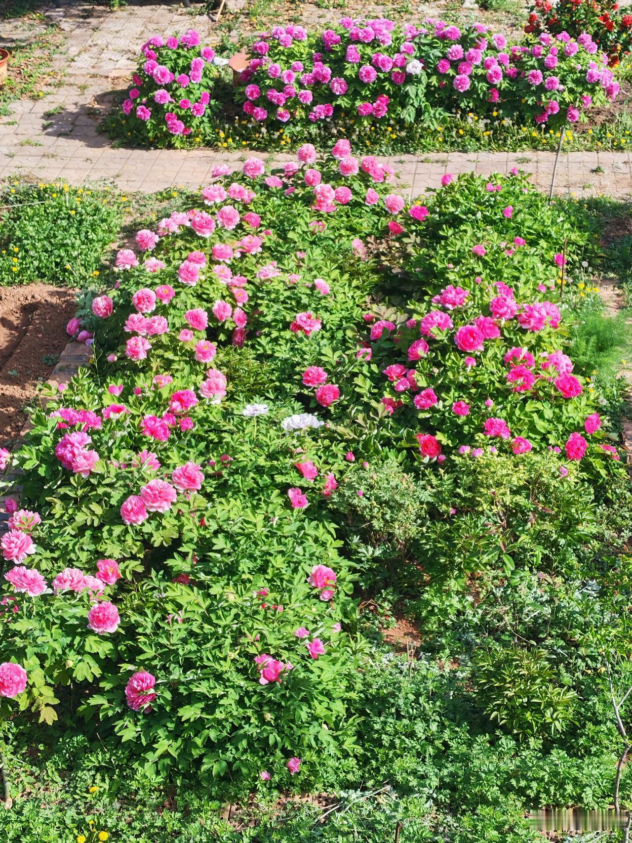 满园牡丹开，太好看了。什么样的女孩可以被称为美女 你喜欢骑行锻炼吗 工程人考一建