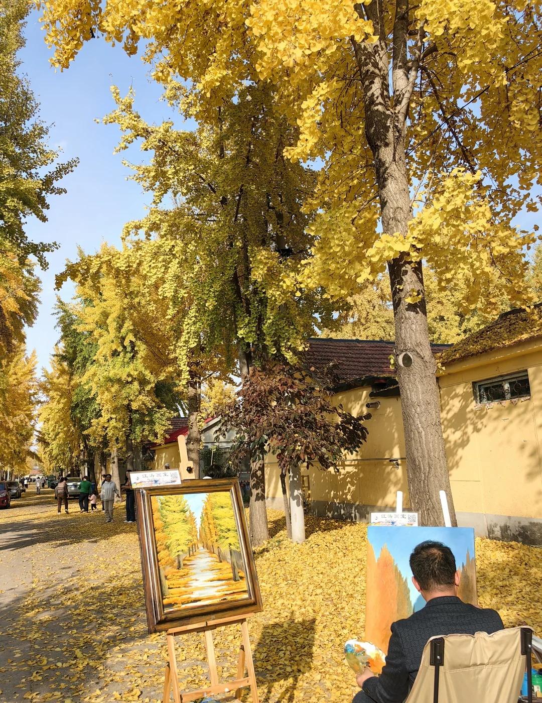 潍坊军埠深秋银杏-美到哭
军埠深秋银杏黄，金风拂叶满村香。
八旬翁坐银杏下，静阅