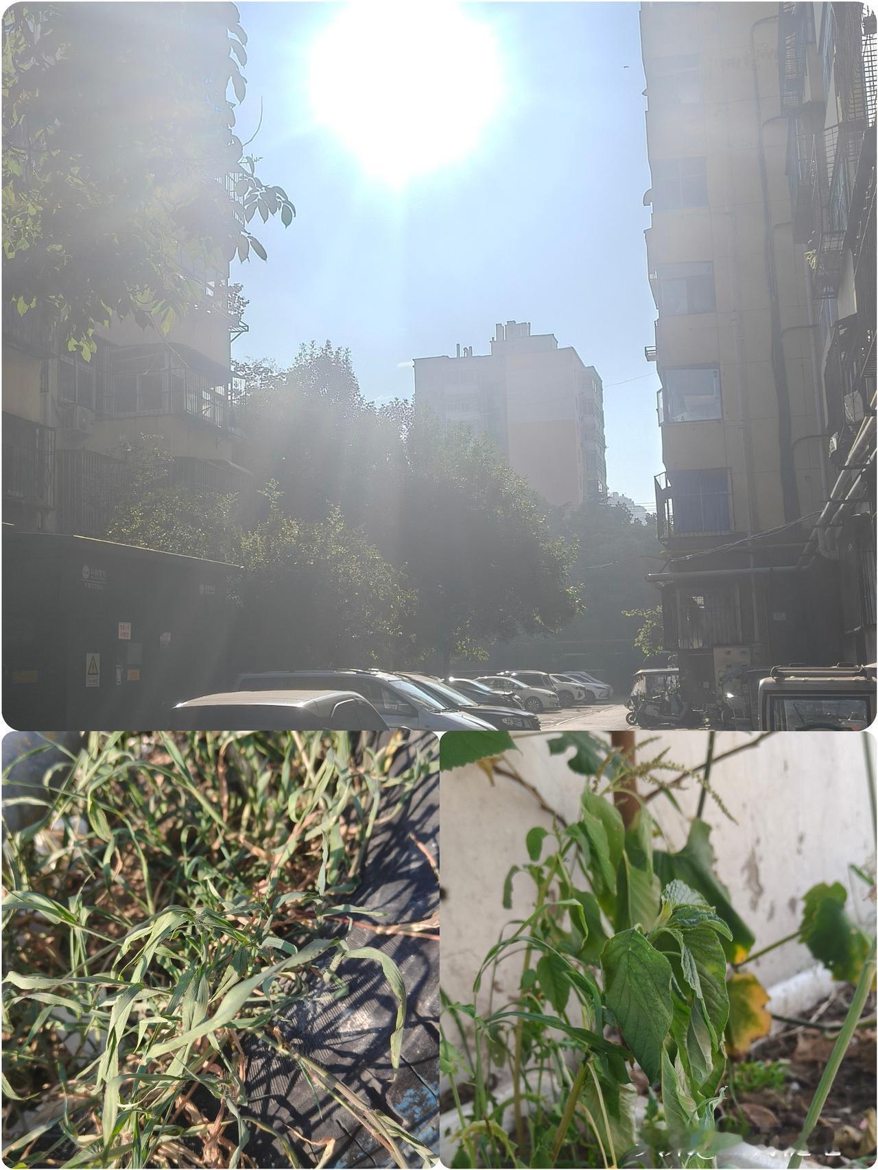 夏天里，
最让人感到舒服的时光，
其实只有清早那一会儿……

这个时候，
太阳还