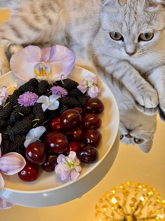 她好像很喜欢在我餐桌上出镜呢🐈