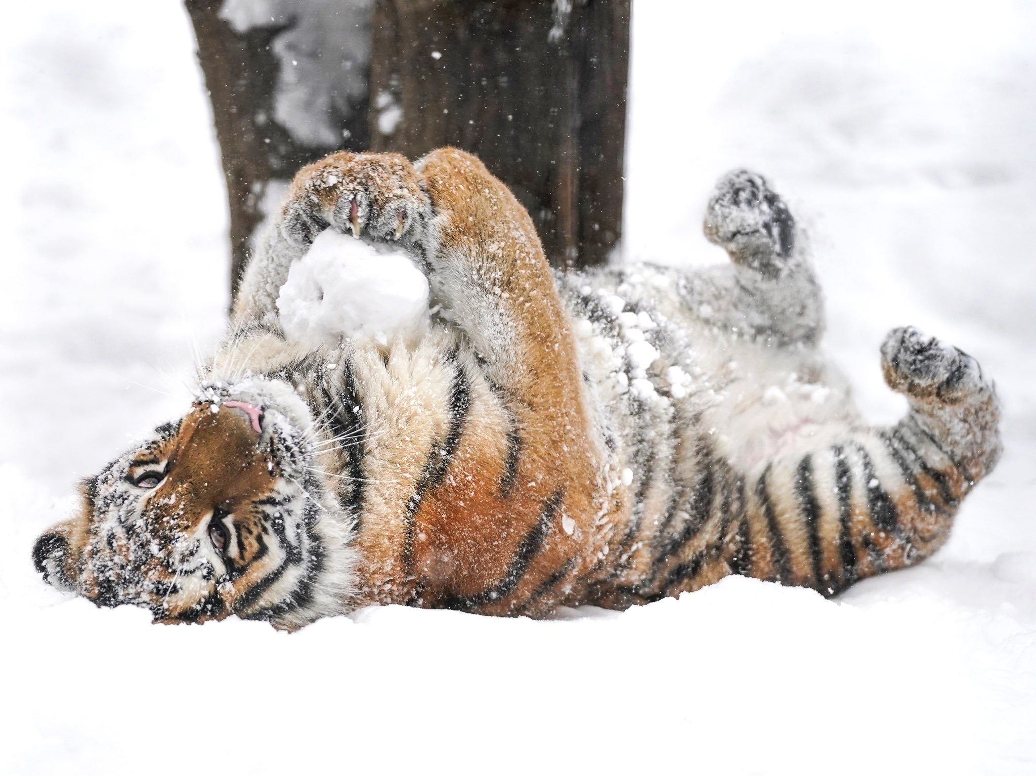 老虎 猫宁~~宝宝玩球（〃｀ 3′〃）【推：rikunow】 