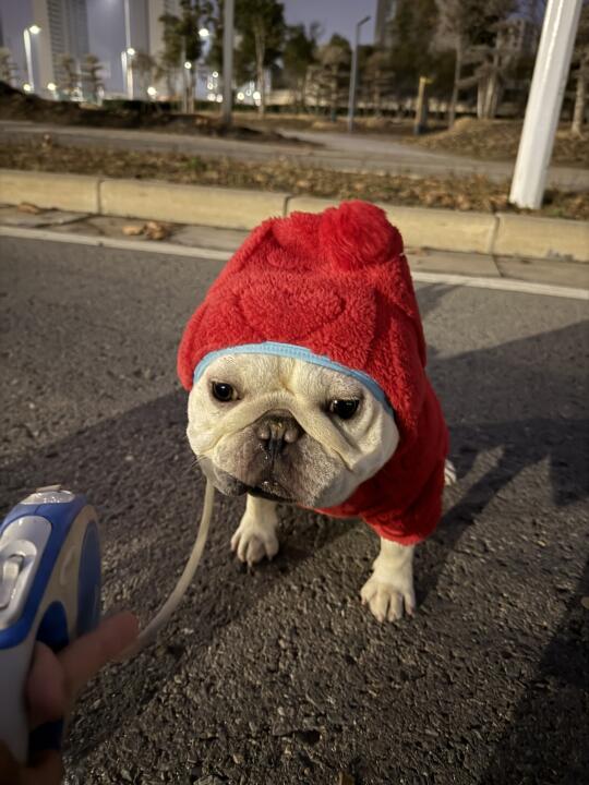 遛弯遛弯！拒绝变“猪”，从本法斗做起！