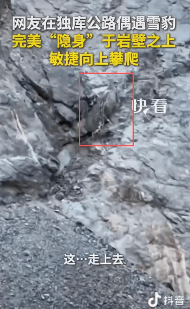 “上新华社了!”新疆独库公路，游客在岩壁上意外发现了一只雪豹。灰白皮毛和岩石色调